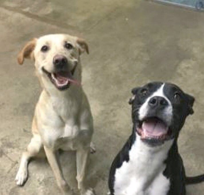 Need a spa day, play date or lodging for Spike or Socks?